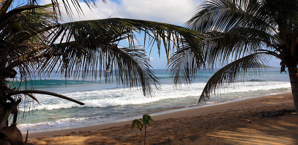 Les chiens de la Guadeloupe.