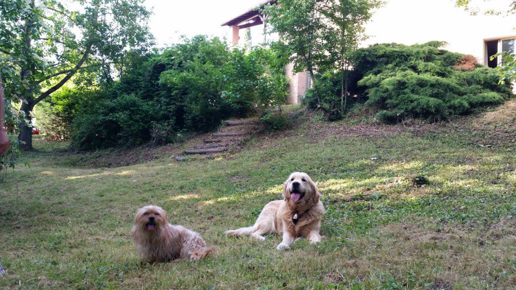 garde-chiens-chats.fr_Charly&Ipy