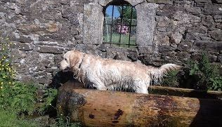 demande de reservation garde chien chat